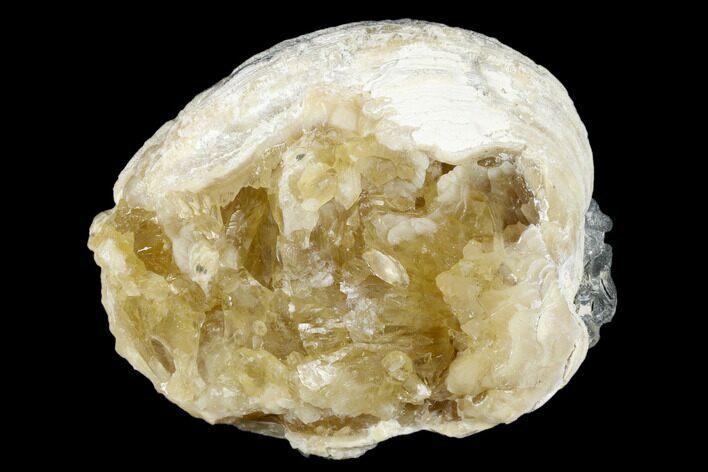 Fossil Clam with Fluorescent Calcite Crystals - Ruck's Pit, FL #177743
